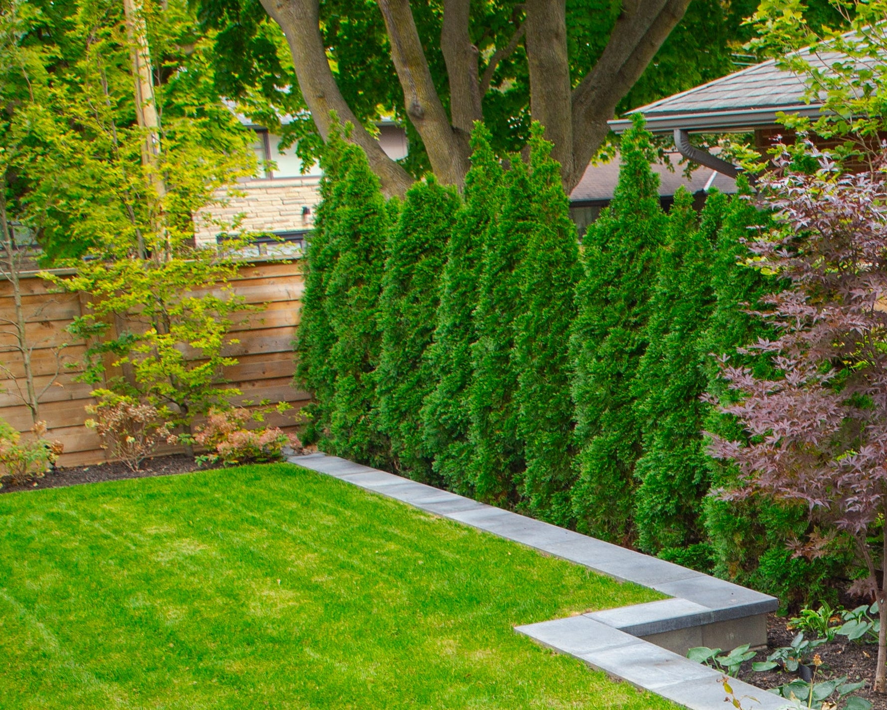 Emerald Cedar