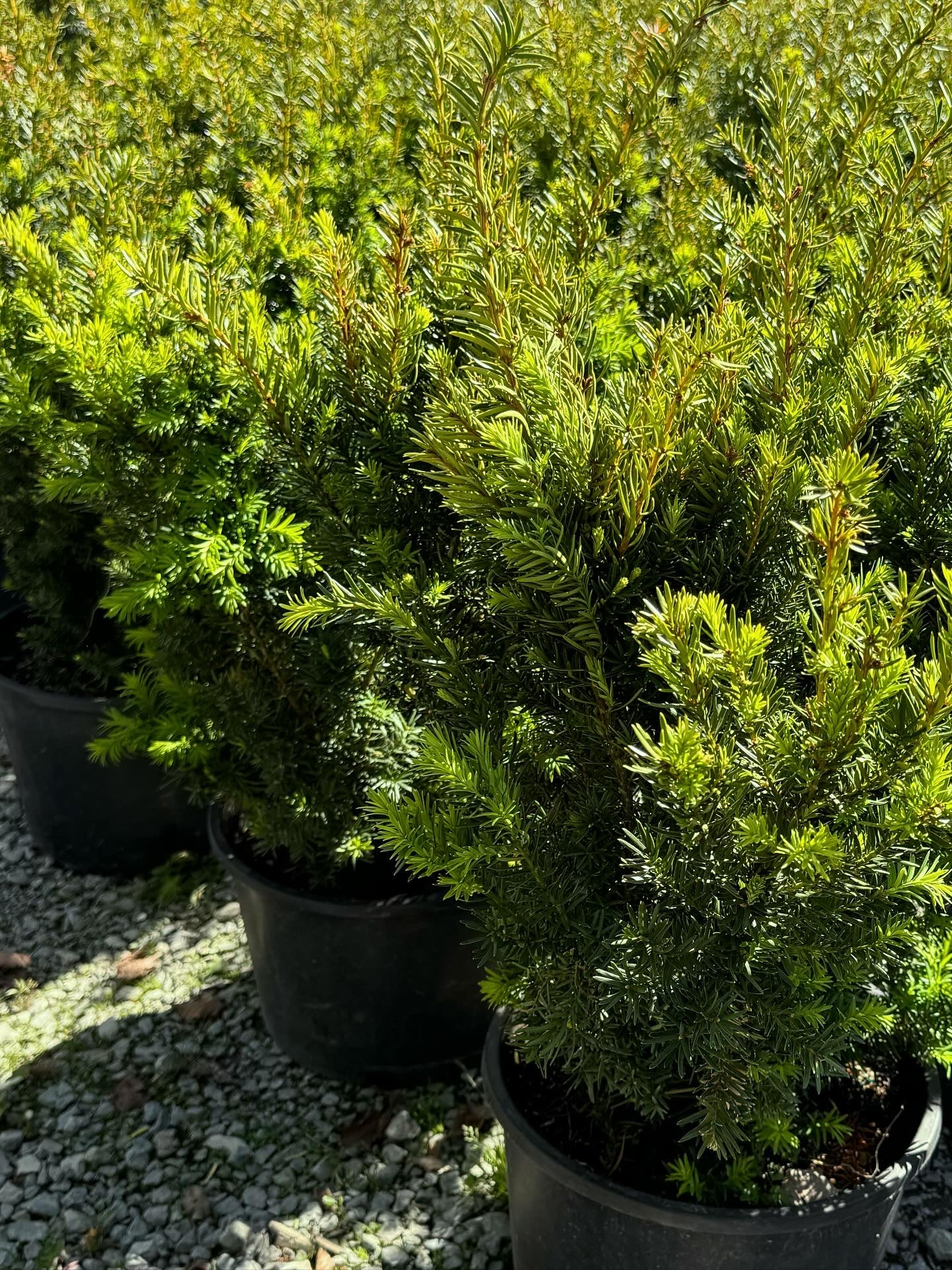 Dense Yew