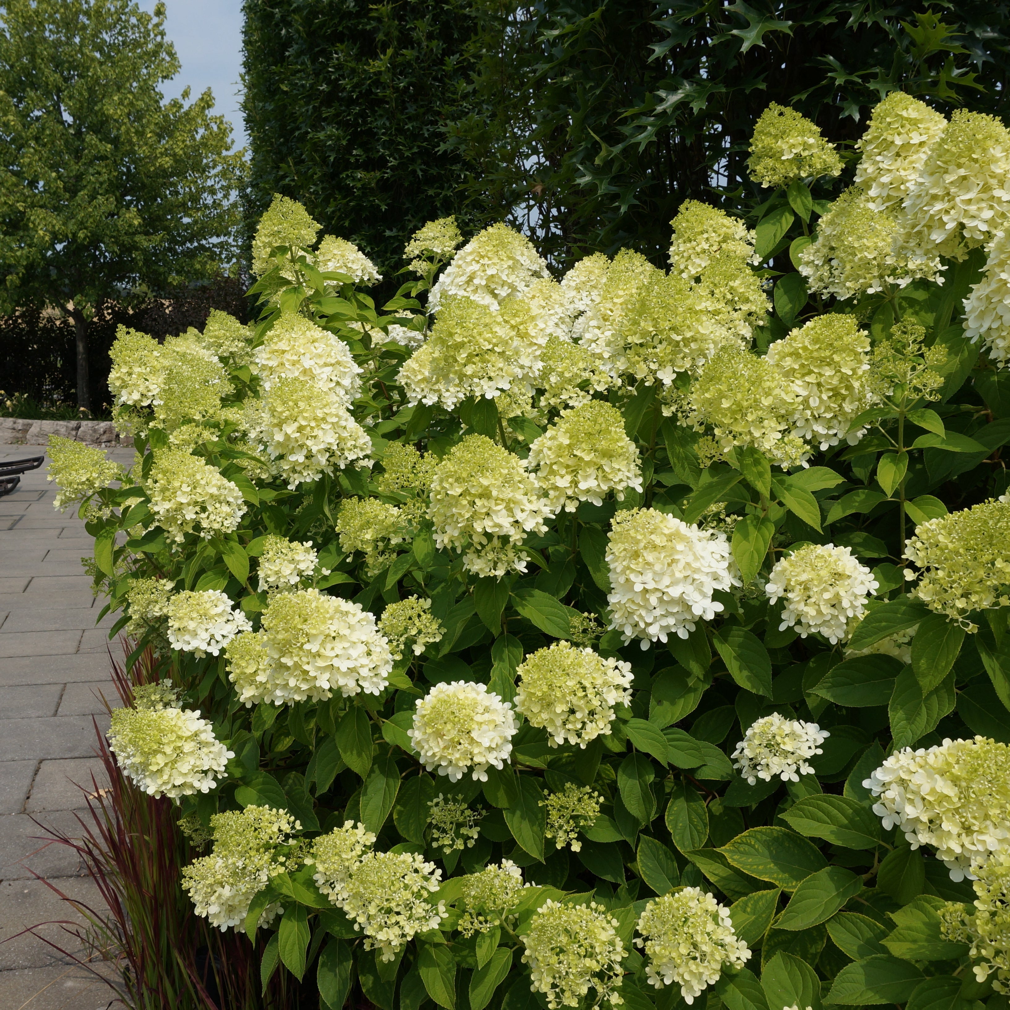Limelight Hydrangea