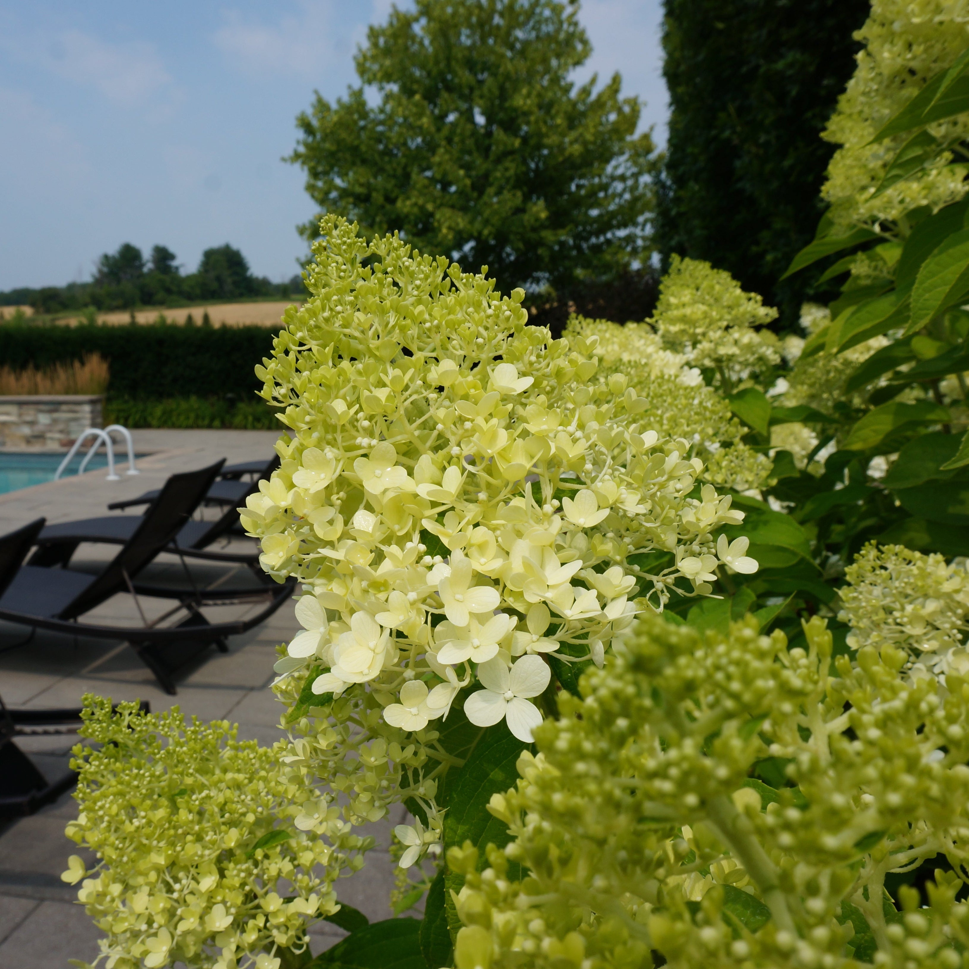 Limelight Hydrangea Standard