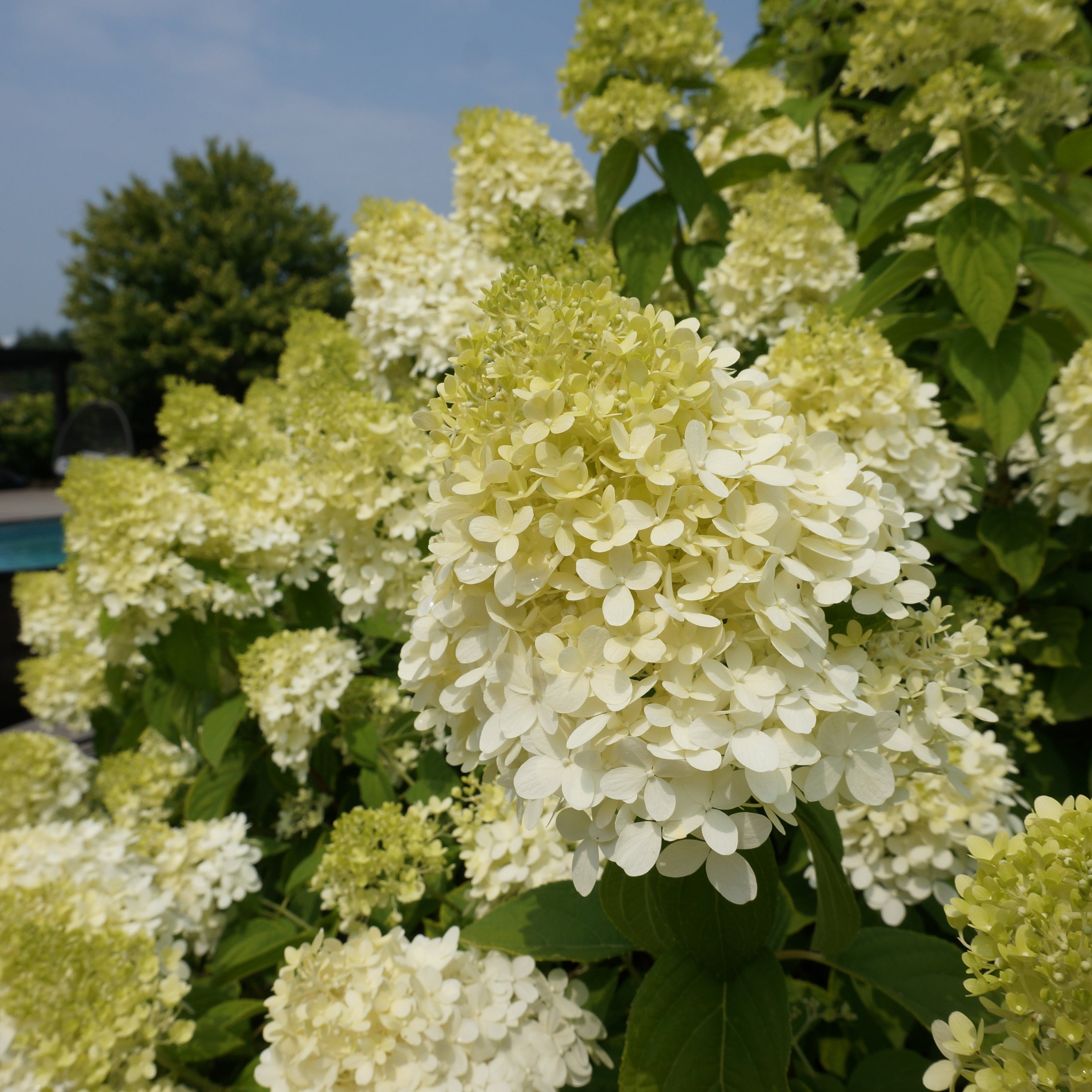 Limelight Hydrangea