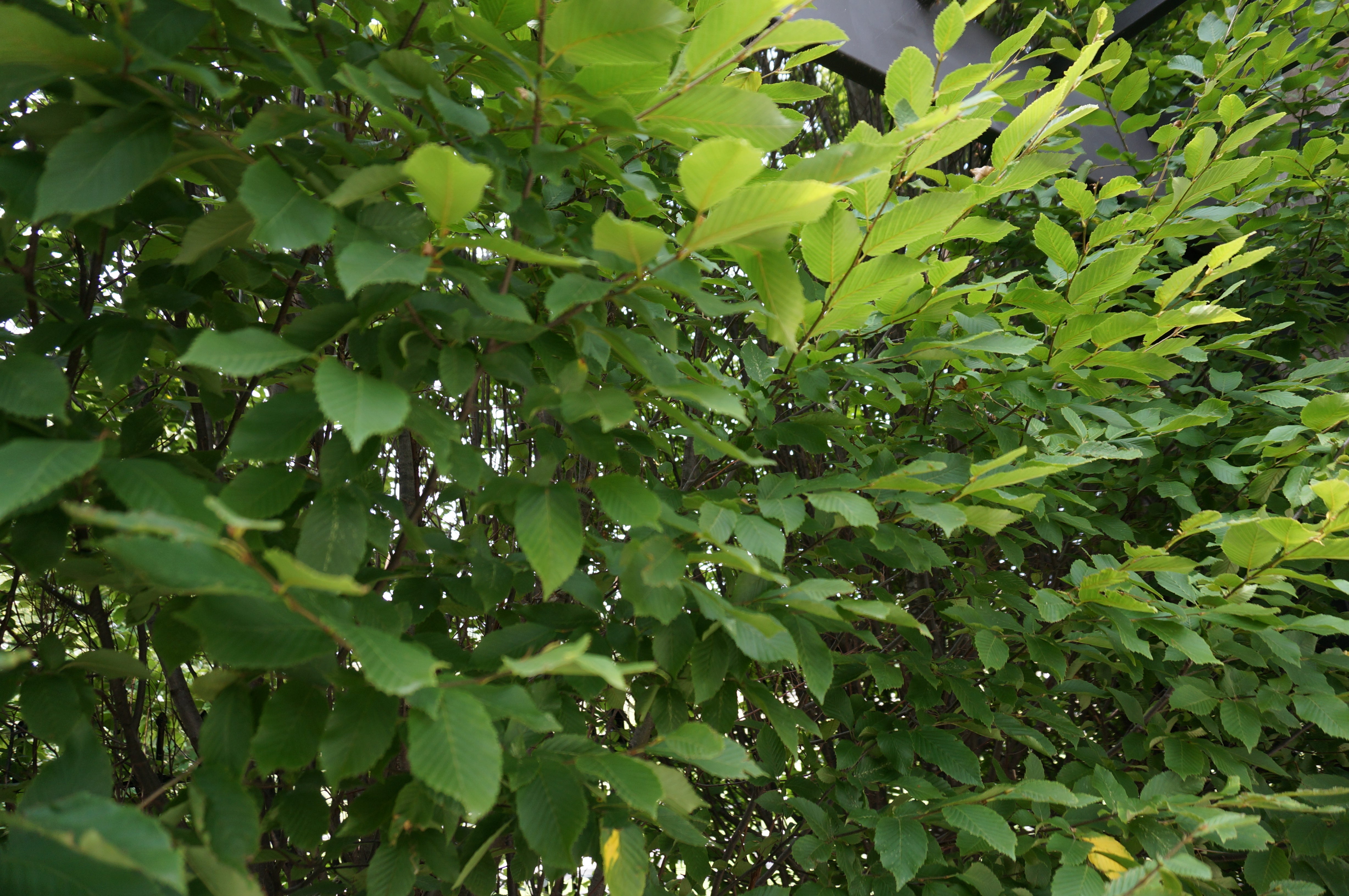 European Hornbeam