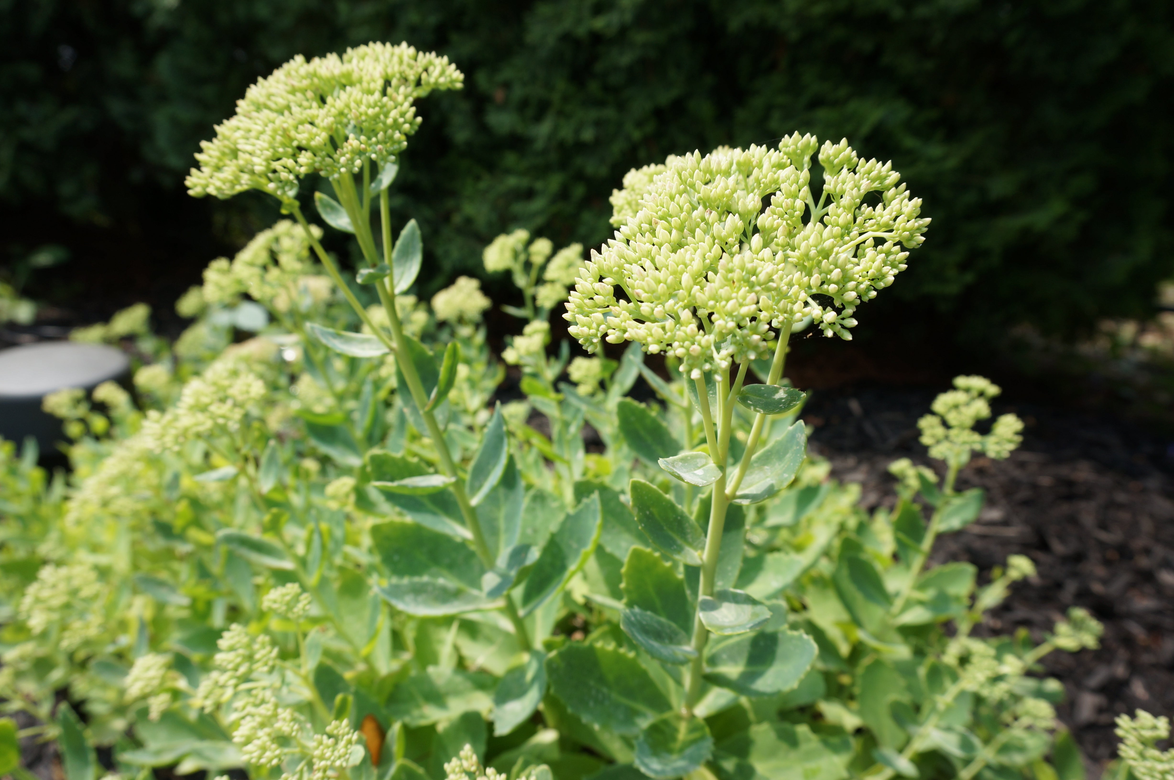 Autumn Joy Sedum
