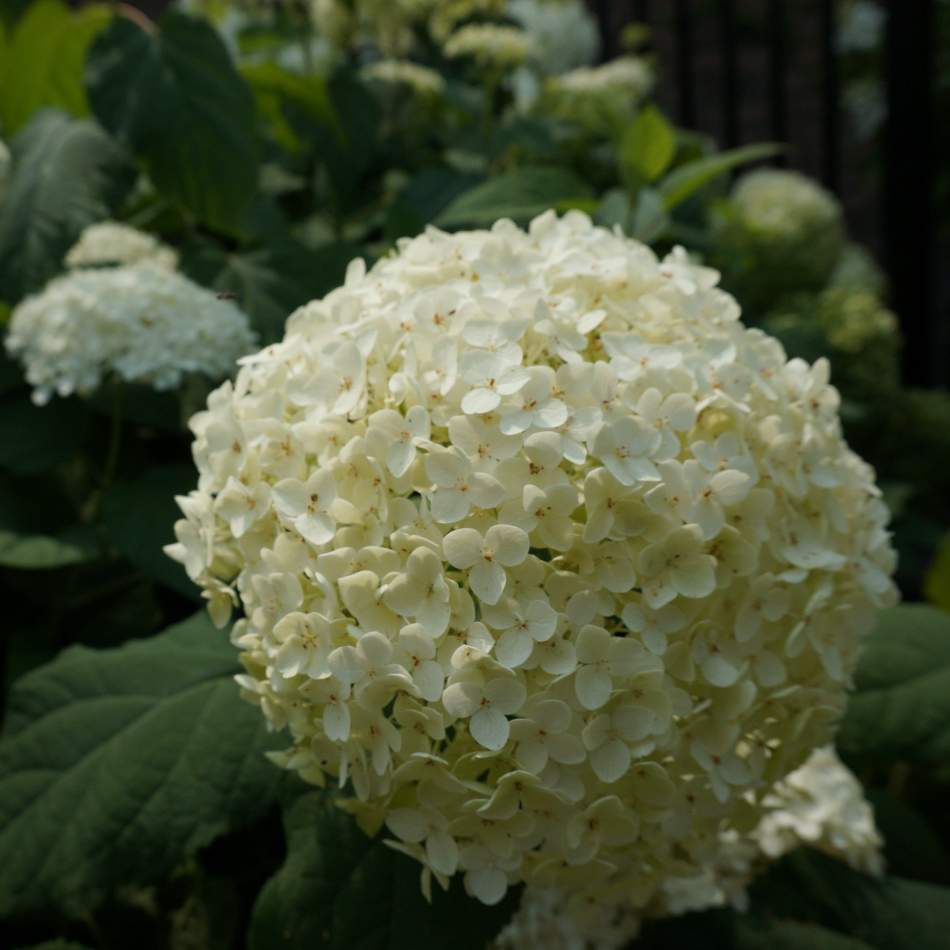 Incrediball Hydrangea