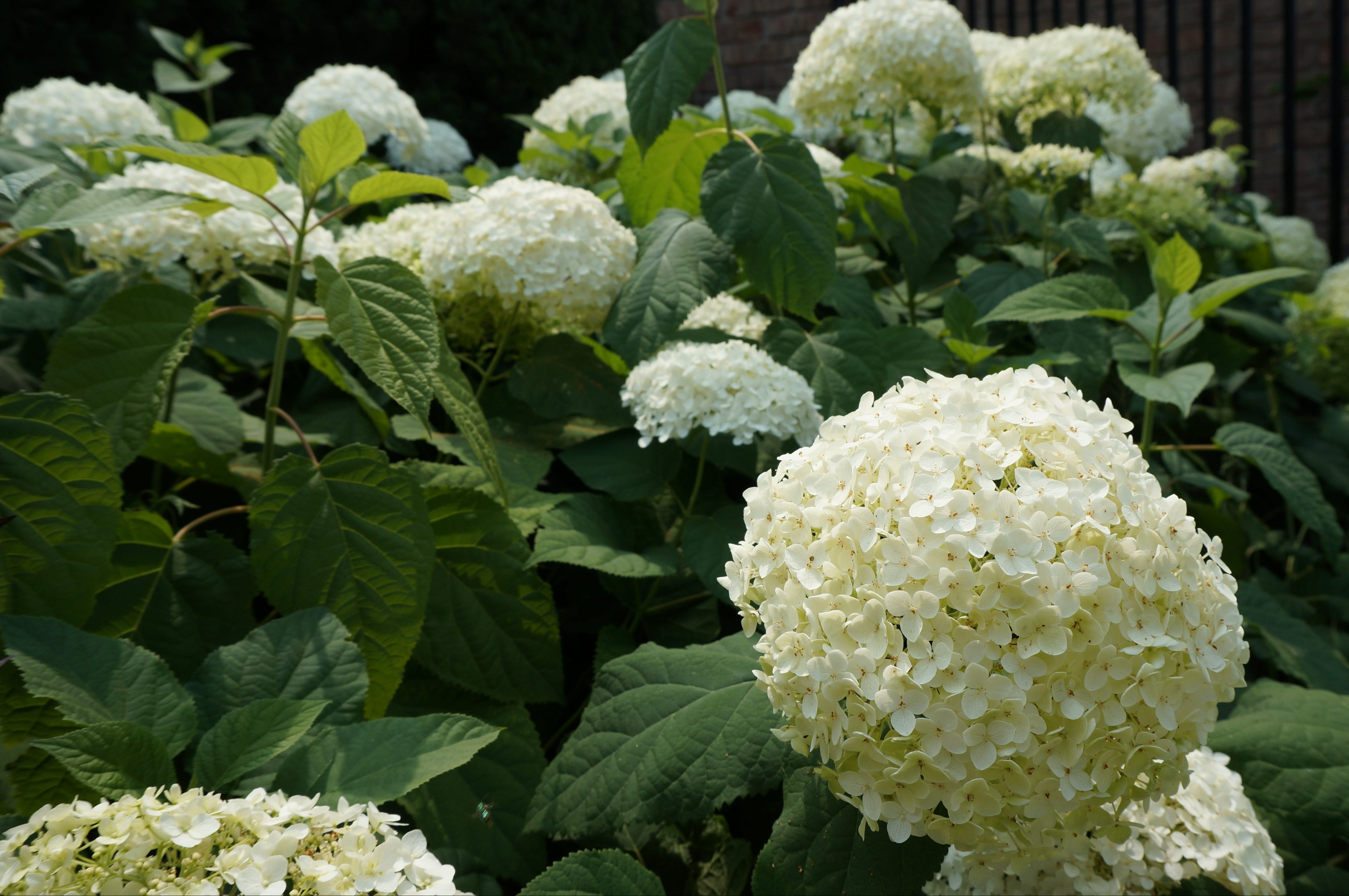 Incrediball Hydrangea