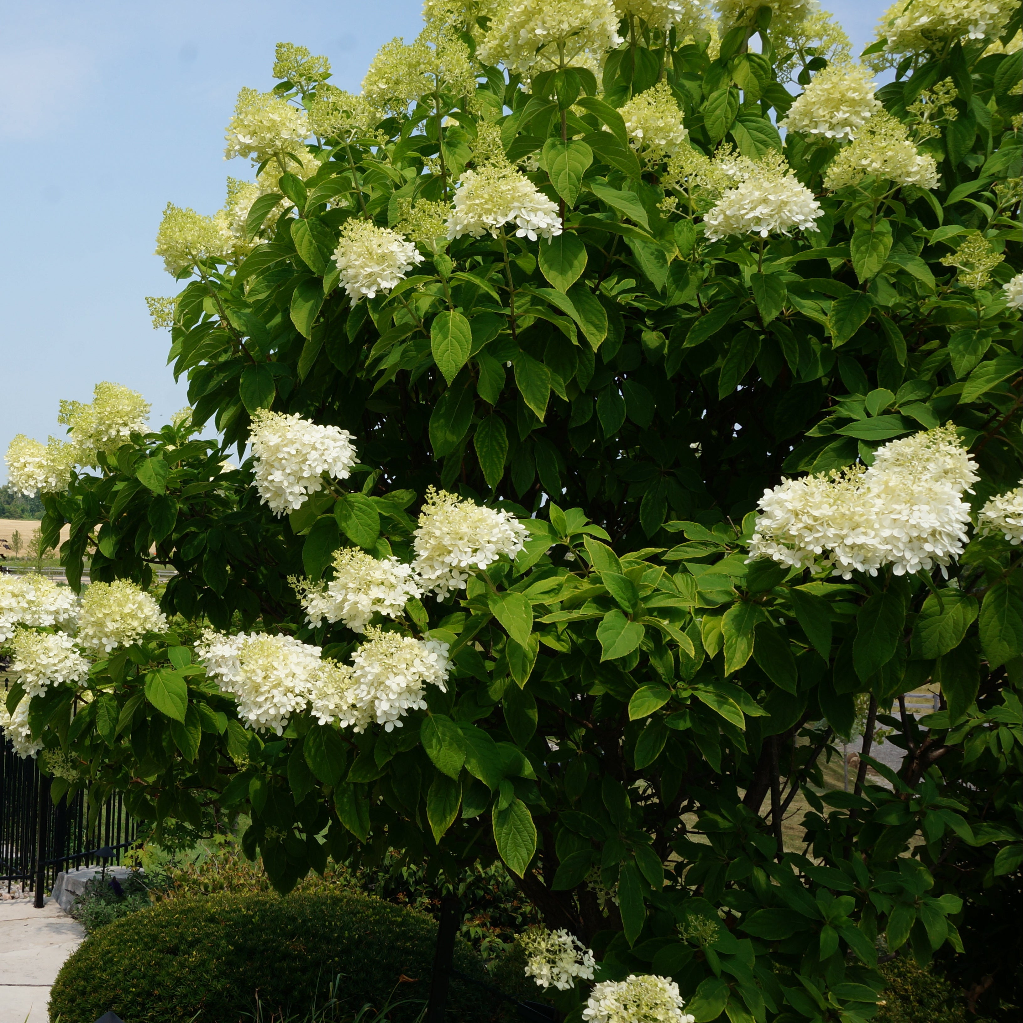 Limelight Hydrangea Standard