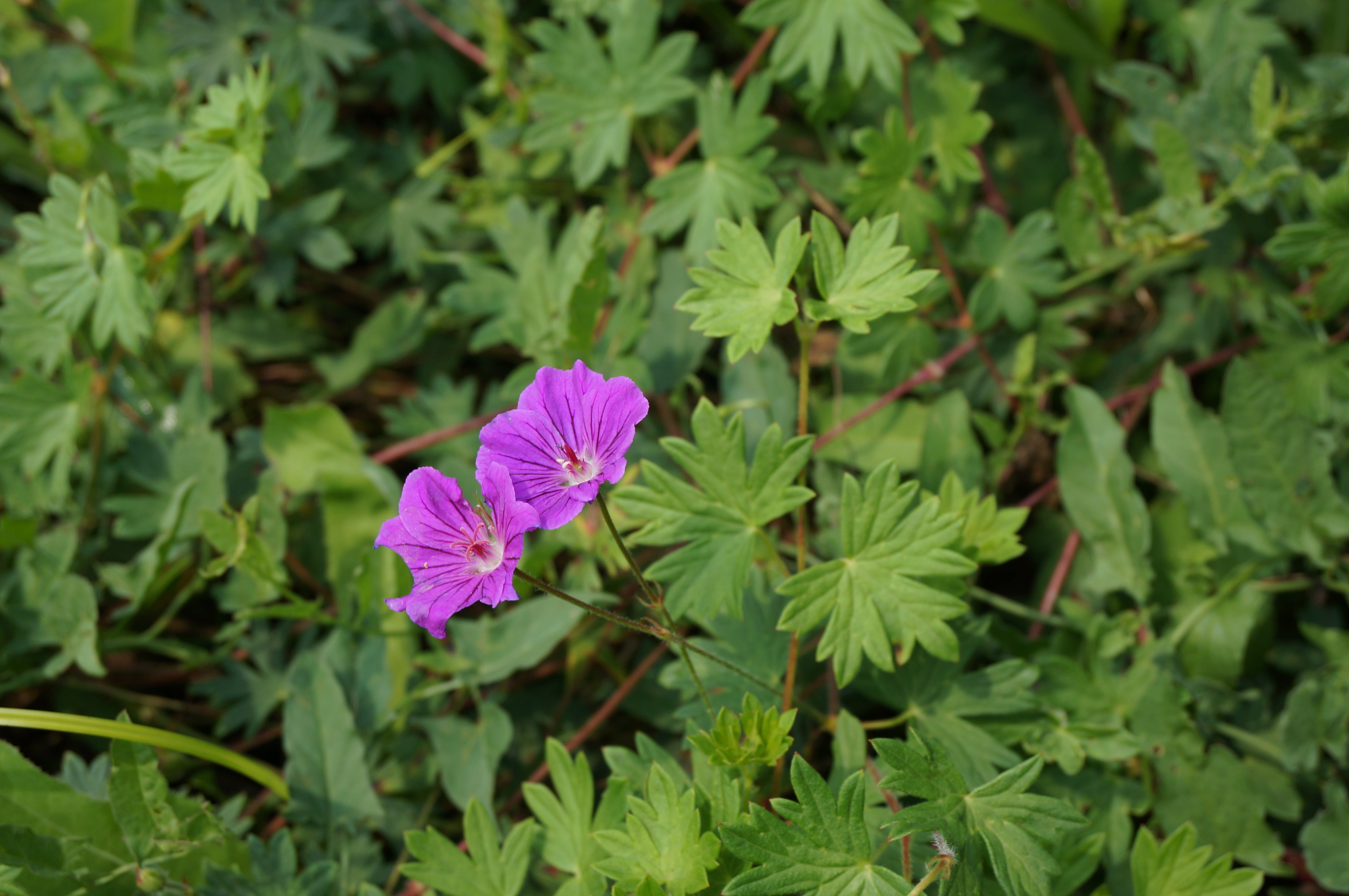 Rozanne Cranesbill