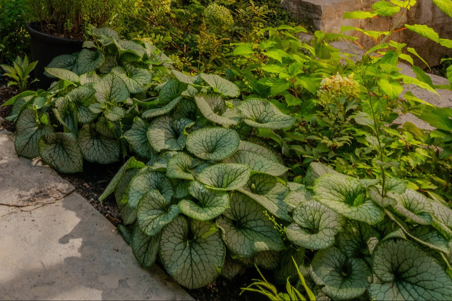 Jack Frost Brunnera