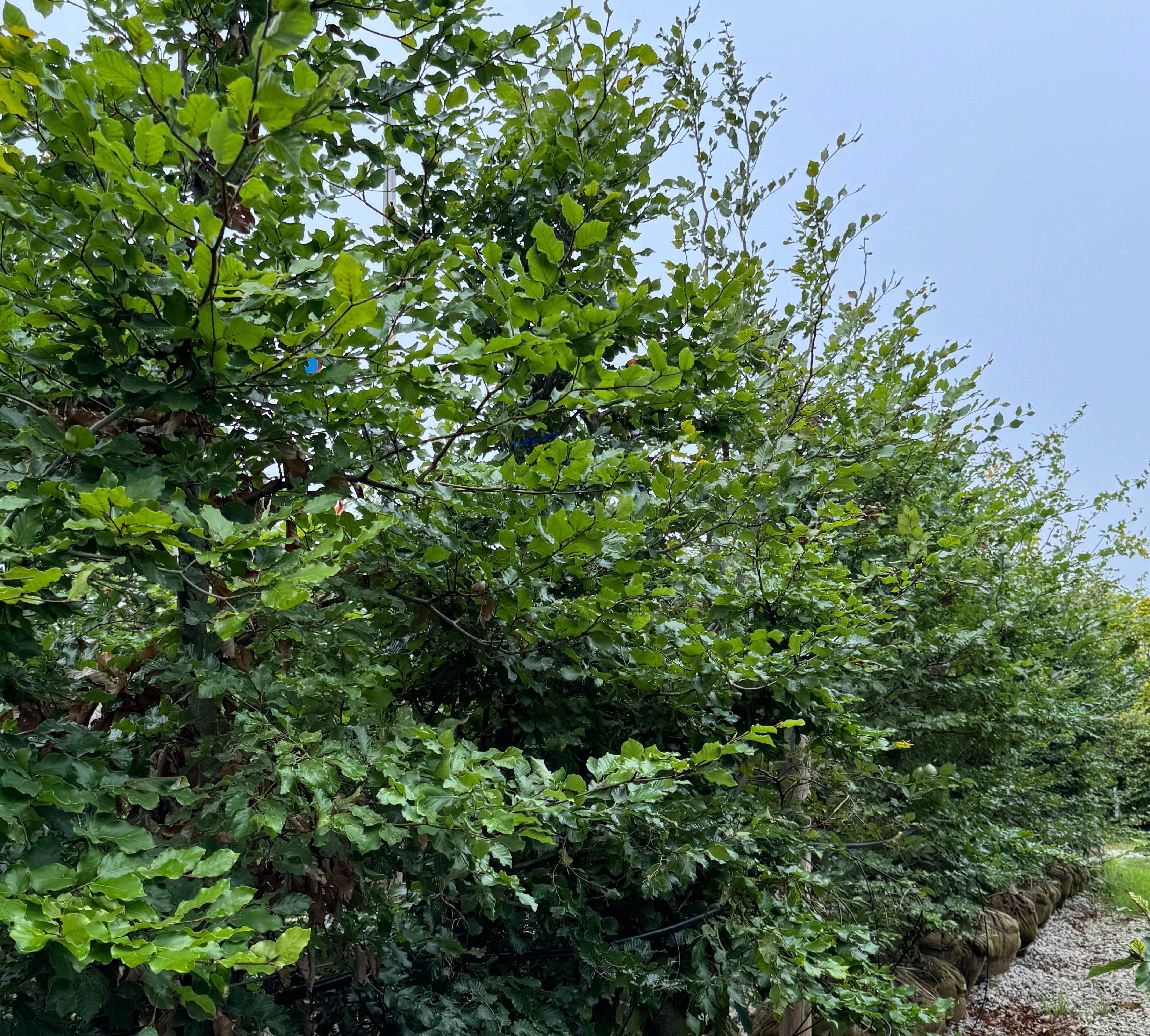 European Beech