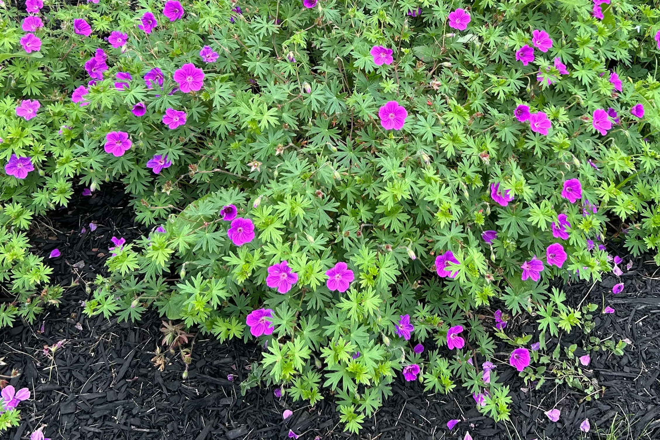 Rozanne Cranesbill