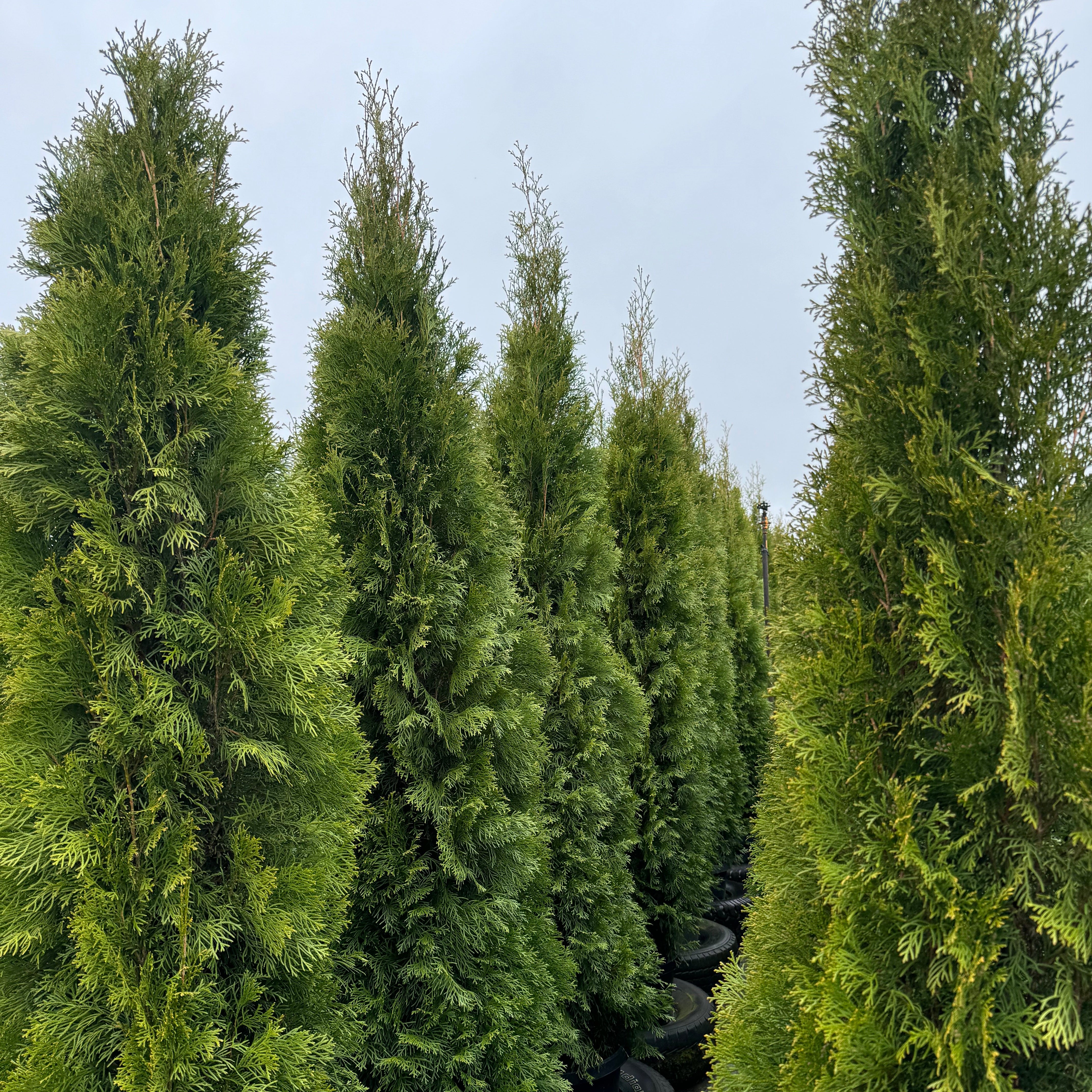 Emerald Cedar