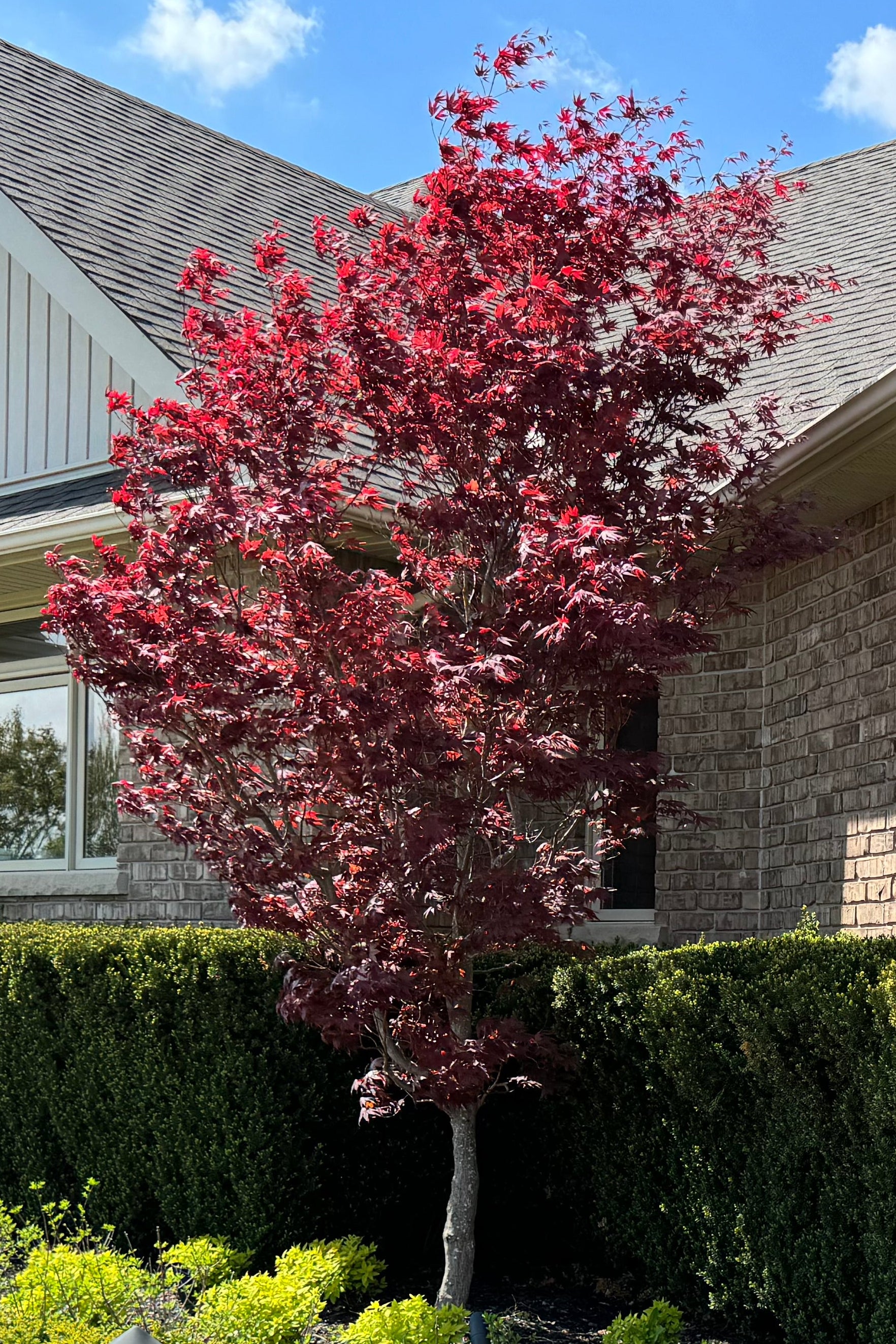 Bloodgood Japanese Maple