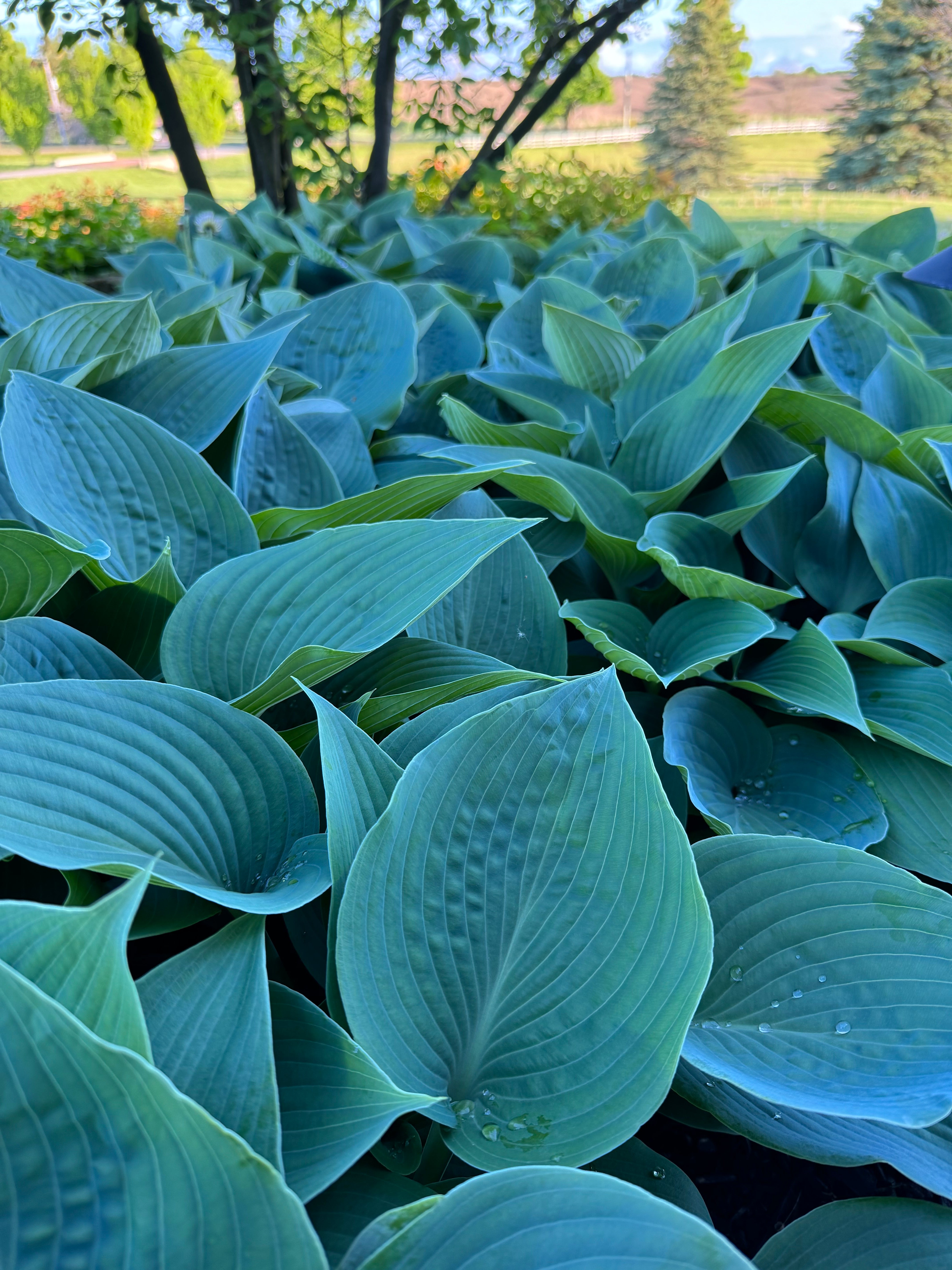 Halcyon Hosta