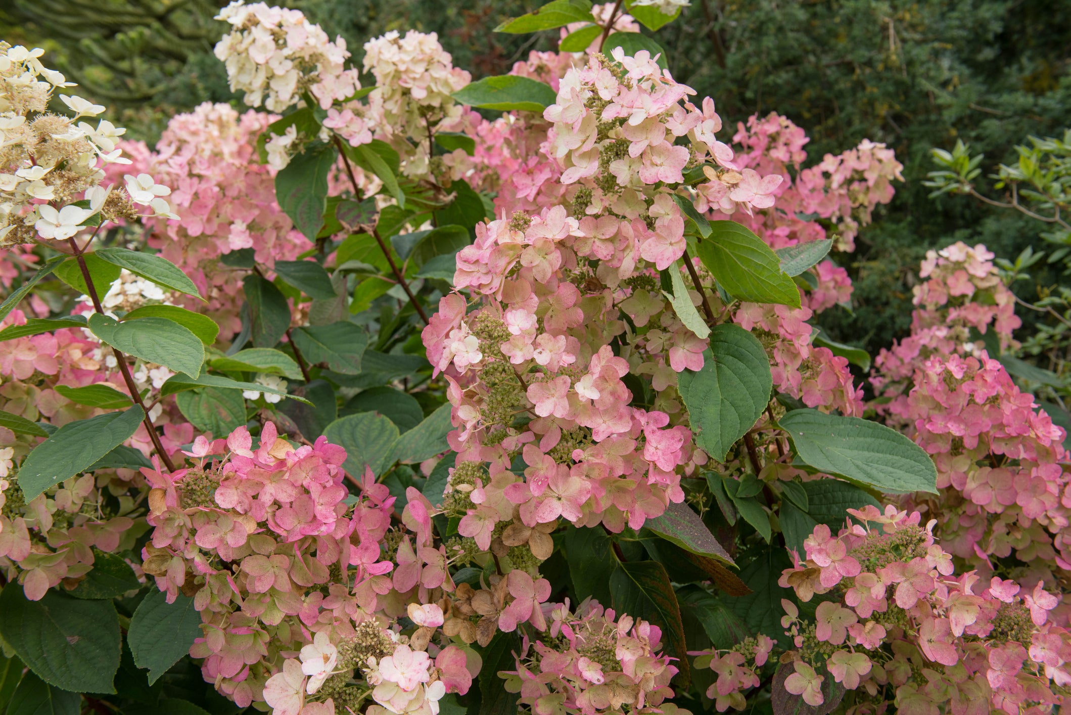 Pink Diamond Hydrangea Standard