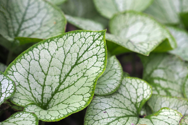 Jack Frost Brunnera